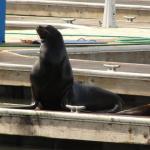 San Francisco - Fischerman Wharf